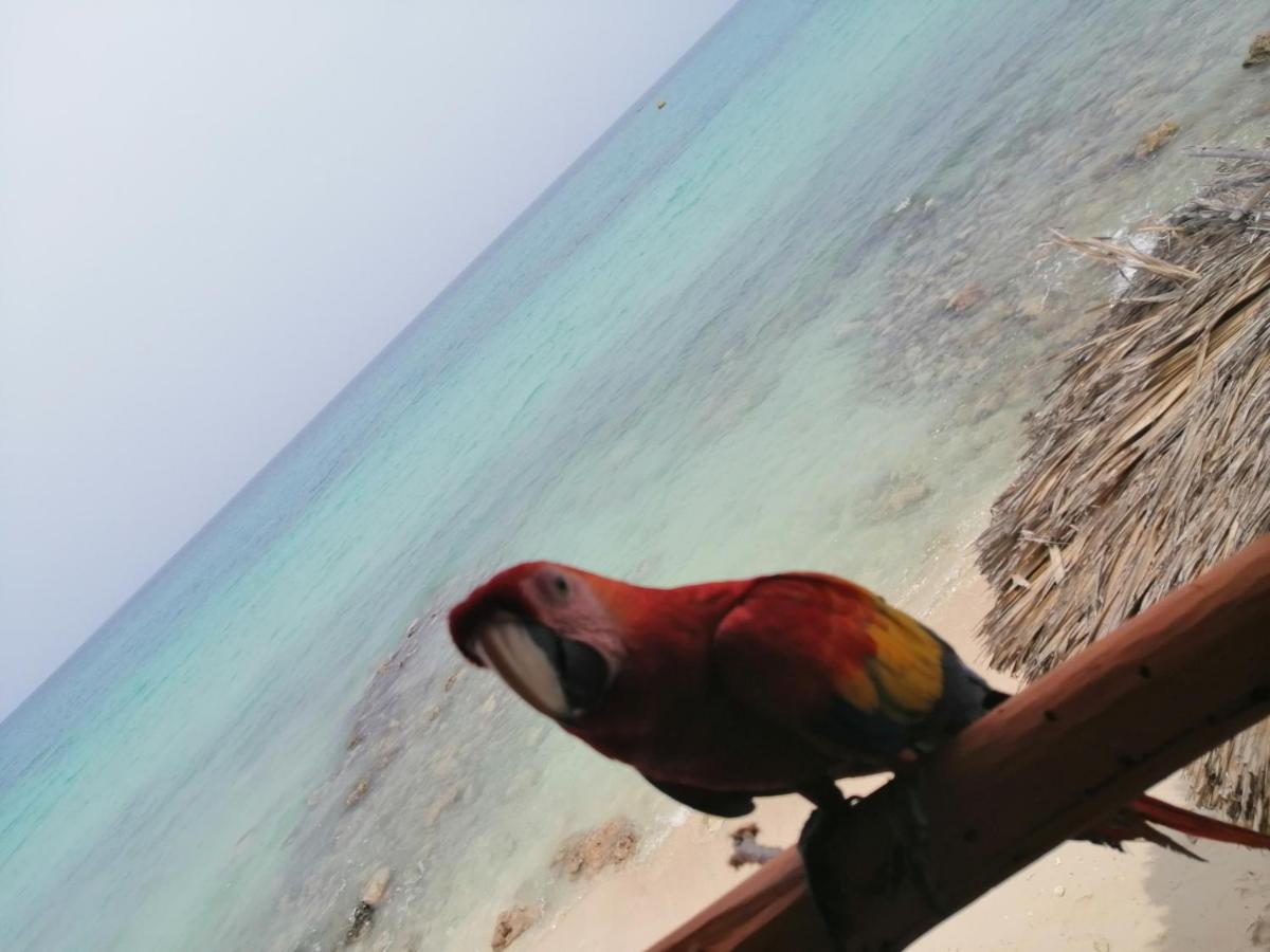 Playa Tortuga Cabana 布兰卡滩 外观 照片